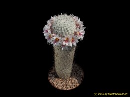 Mammillaria albicans 1339